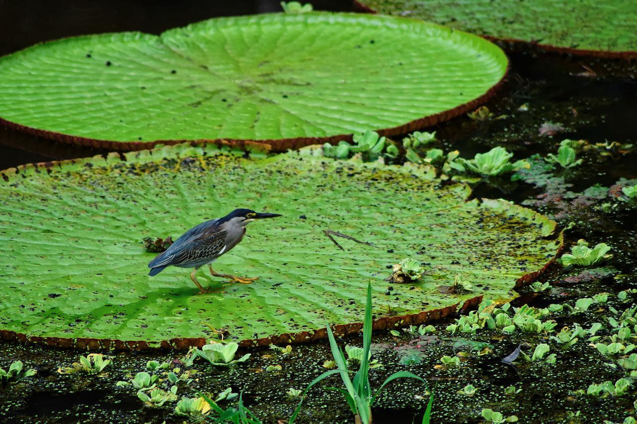 Hotel Eware Refugio Amazonico Puerto Nariño Exteriér fotografie